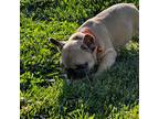 French Bulldog Puppy for sale in Humphrey, NE, USA