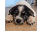 Great Pyrenees Puppy for sale in Fallbrook, CA, USA
