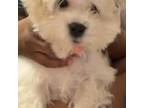 Bichon Frise Puppy for sale in Oviedo, FL, USA
