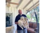Great Pyrenees Puppy for sale in Riverside, CA, USA