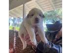 Great Pyrenees Puppy for sale in Riverside, CA, USA