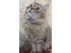 Adopt Fluffy a Persian