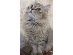Adopt Fluffy 7 months male a Persian, Egyptian Mau