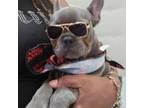 French Bulldog Puppy for sale in Palm Coast, FL, USA