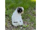 Shih Tzu Puppy for sale in Wentzville, MO, USA