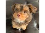 Yorkshire Terrier Puppy for sale in North Bergen, NJ, USA