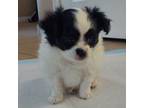 Chihuahua Puppy for sale in Gilbert, AZ, USA