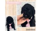 Goldendoodle Puppy for sale in Celeste, TX, USA