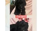 Goldendoodle Puppy for sale in Celeste, TX, USA