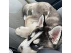 Siberian Husky Puppy for sale in New London, CT, USA