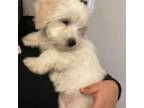 Maltipoo Puppy for sale in Hanford, CA, USA