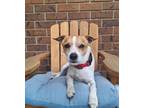 Adopt Ricky a Jack Russell Terrier