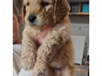 Goldendoodle Puppy for sale in Grantsburg, WI, USA