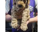 Goldendoodle Puppy for sale in Grantsburg, WI, USA