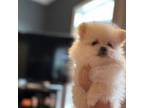 Pomeranian Puppy for sale in Lillington, NC, USA
