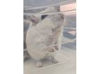 Adopt PICHU a Gerbil