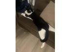 Adopt SYLVESTER a Domestic Short Hair