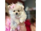 Pomeranian Puppy for sale in Lillington, NC, USA