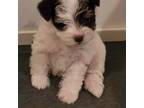 Schnauzer (Miniature) Puppy for sale in Roanoke, TX, USA