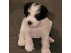 Schnauzer (Miniature) Puppy for sale in Roanoke, TX, USA
