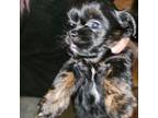 Shih Tzu Puppy for sale in Black Hawk, CO, USA