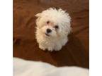 Lhasa Apso Puppy for sale in Milwaukee, WI, USA
