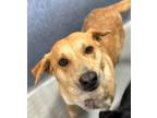 Adopt Karamel 2 a Labrador Retriever, Shepherd