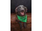 Adopt Lew Zealand a Retriever, Australian Shepherd