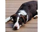 Adopt Levi a Australian Shepherd, English Springer Spaniel