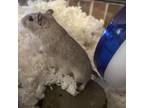 Adopt Pearl a Gerbil