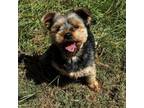 Adopt Harlam a Yorkshire Terrier