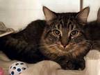 Adopt Bandit a Domestic Long Hair, Domestic Short Hair