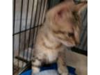 Adopt Sal a Domestic Short Hair