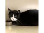 Adopt Gilligian a Domestic Short Hair