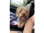 Adopt Thumper a Yorkshire Terrier