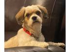 Adopt Millo a Cavalier King Charles Spaniel, Bichon Frise