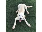 Adopt Chien-Po a Labrador Retriever, Mixed Breed