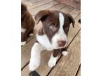 Adopt Sage (Nora's Litter) a Labrador Retriever, Australian Shepherd