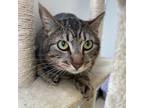 Adopt Sir Winston III a Domestic Short Hair