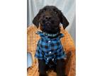 Adopt Caviar a German Wirehaired Pointer