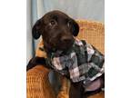 Adopt Hummus a German Wirehaired Pointer