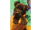 Adopt Braswell a Labrador Retriever, Terrier