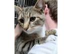 Adopt AC Lonnie a Domestic Short Hair