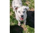 Adopt Cheddar Chop a Border Collie