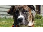 Adopt Road Glide a Pit Bull Terrier