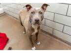Adopt Koda a American Staffordshire Terrier, Mixed Breed