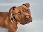 Adopt 55807590 a Pit Bull Terrier, Mixed Breed
