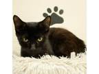 Adopt Cooper a Domestic Short Hair