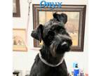 Adopt Onyx a Schnauzer