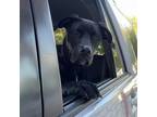 Adopt Maximus a Black Labrador Retriever, Mixed Breed